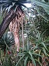 Aloe megalacantha BotGardBln271207A.jpg