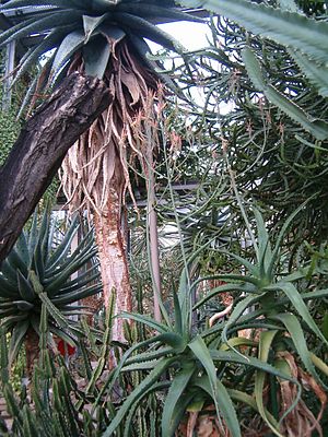 Aloe megalacantha BotGardBln271207A.jpg