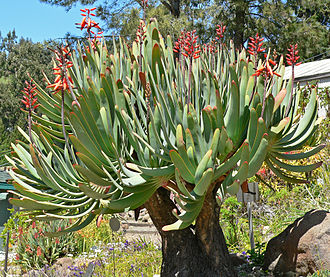 Kumara plicatilis makes an attractive garden subject Aloe plicatilis 1.jpg