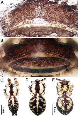 Althepus chengmenensis