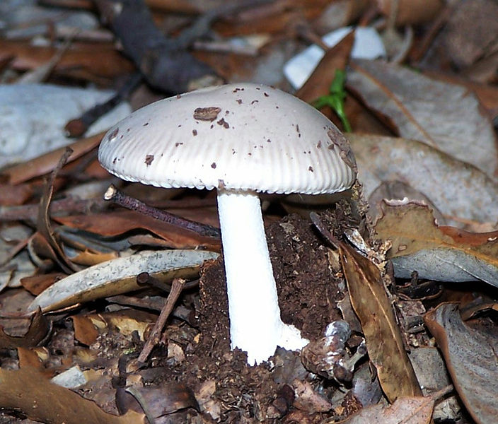 File:Amanita vaginata.jpg