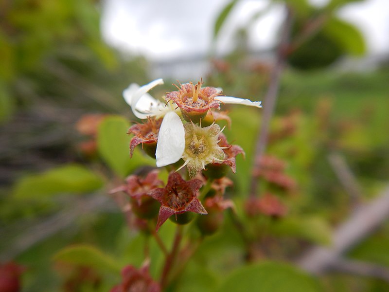 File:Amelancheir alnifolia - Saskatoon serviceberry - Flickr - Matt Lavin (1).jpg