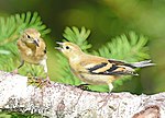 Thumbnail for File:American Goldfinch, Washington State 05.jpg