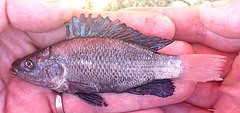 ♂ Oreochromis amphimelas