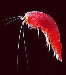 of parts kelp Wikipedia   Amphipoda