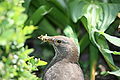 Amsel weiblich