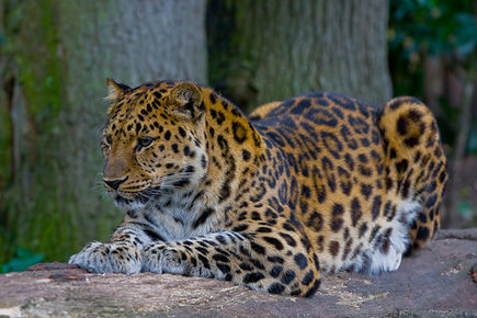 Galia - Грустная Сука (sad bitch). 435px-Amur_Leopard_%28P.p._amurensis%29