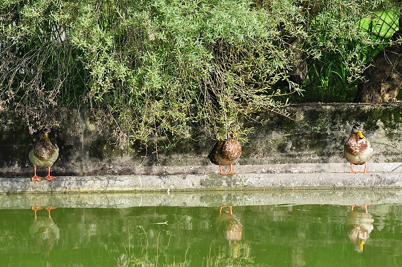 File:Anas platyrhynchos - Rieterpark 2010-09-05 17-20-34.JPG