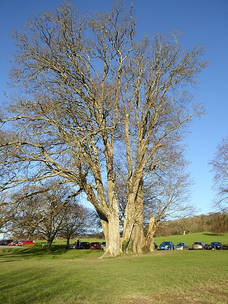 File:Ancient trees in Saltram House car park - geograph.org.uk - 5625267.jpg