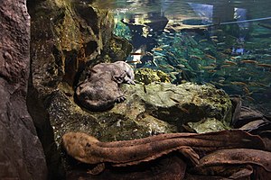 Giant Salamander