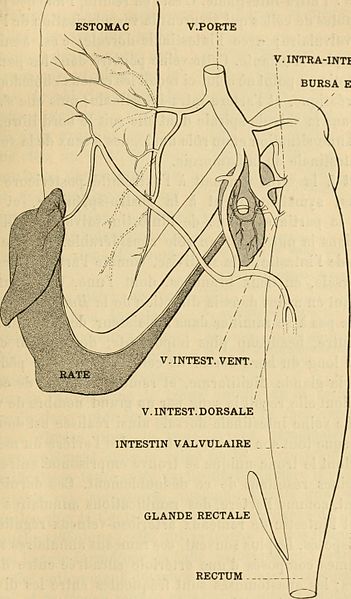 File:Annales des sciences naturelles (1901) (14793716063).jpg