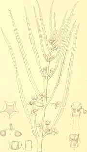 Miniatura para Xysmalobium