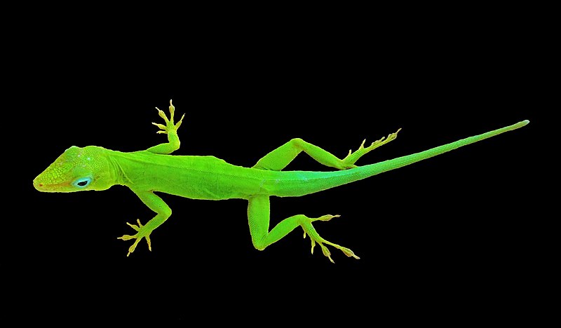 File:Anolis marmoratus male on blackbackground.jpg