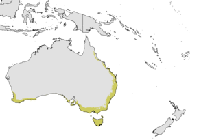 Description de l'image Anonychomyrma nitidiceps - range map - no observation data.png.