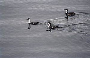 Antarctic, imperial cormorants (js) 12.jpg