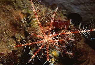 <span class="mw-page-title-main">Antedonidae</span> Family of crinoids