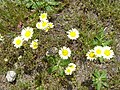 Anthemis maritima