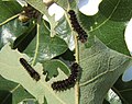 First-instar caterpillars