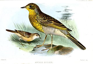 <span class="mw-page-title-main">Yellow-breasted pipit</span> Species of bird