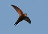 Pallid Swift