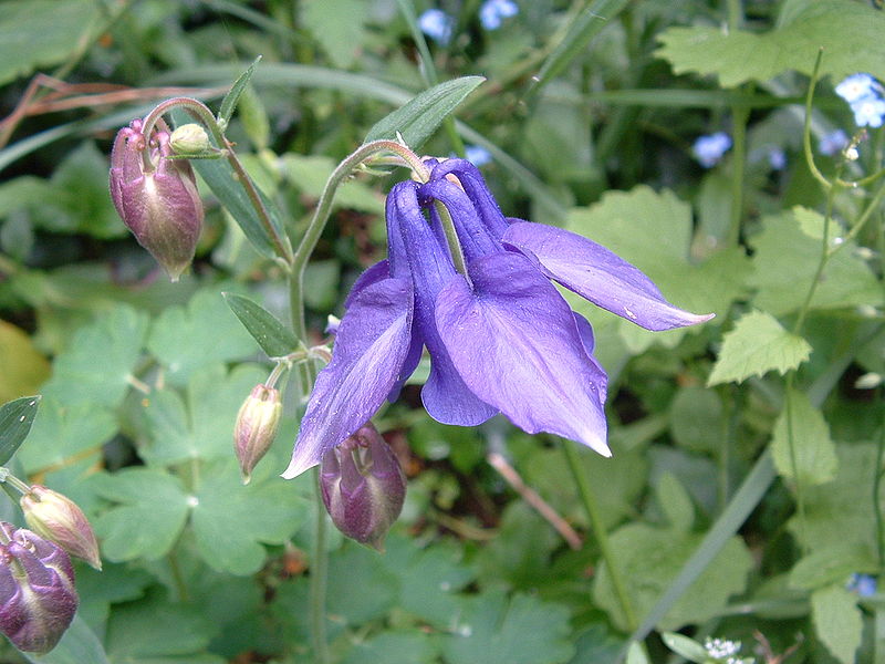 File:Aquilegia vulgaris01.jpg