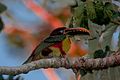 * Nomination Chestnut-eared aracari (Pteroglossus castanotis) at Parque das Nações Indígenas, Campo Grande, MS, Brazil. By User:Jairmoreirafotografia --DarwIn 23:58, 4 June 2016 (UTC) * Promotion Good quality. --Alchemist-hp 00:06, 5 June 2016 (UTC)