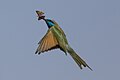 Arabian Green Bee-eater (Merops cyanophrys), Sde Boker, Israel 0.jpg