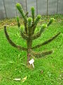 English: Araucaria araucara at the ÖBG Bayreuth Deutsch: Araucaria araucara im ÖBG Bayreuth