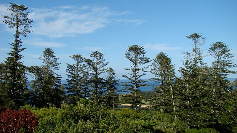 File:Araucaria heterophylla Endeavour Lodge Norfolk Island 1.jpg