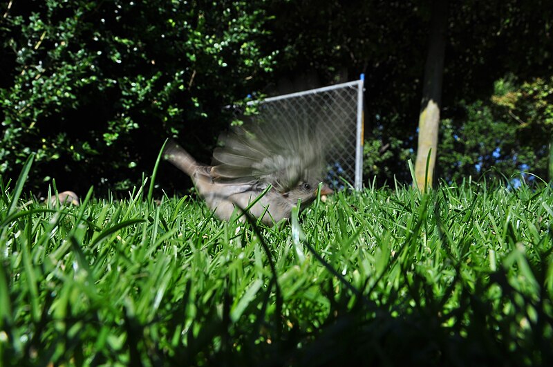 File:Arboretum - Passer domesticus 2010-09-20 15-28-42.JPG