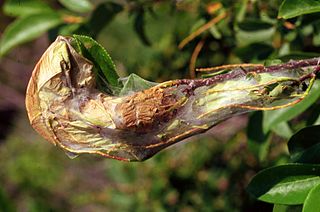 <i>Archips cerasivorana</i> Species of moth