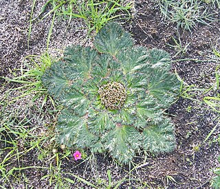 <i>Arctopus</i> Genus of flowering plants