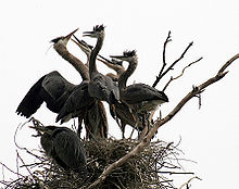 Great blue herons at a nest Ardea herodias at the nest 11.jpg