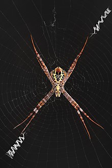 Laba-laba Argiope perempuan dewasa di web-nya ventral melihat latar belakang hitam Tidak Det Laos.jpg