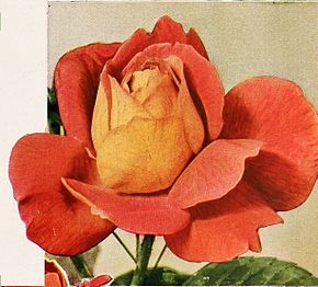 rose catalogue, 1936