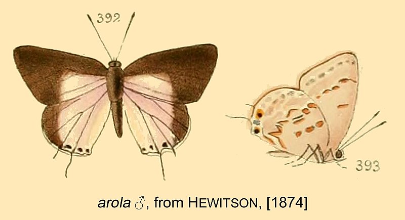 File:ArolaFromHewitson1874.jpg