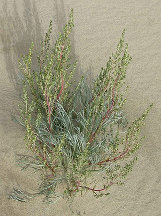 <i>Artemisia borealis</i> Species of flowering plant