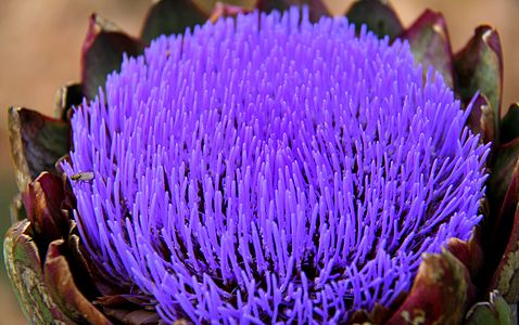 Artichoke in Dalat, Vietnam.jpg