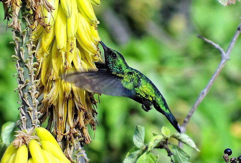 File:Aruba-Blue-tailed-Emerald-Arikok-NP (cropped).JPG