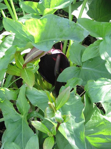 File:Arum nigrum (26623876261).jpg