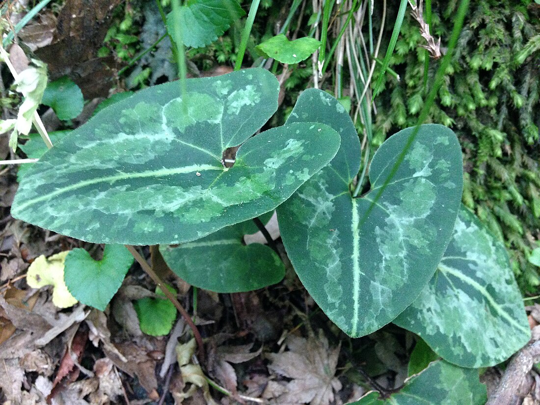 Asarum asperum