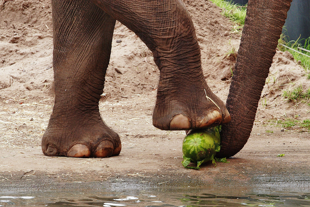 Asian elephant eating02 - melbourne zoo.jpg