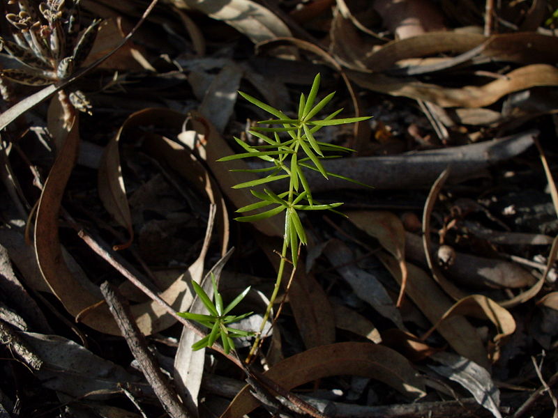 File:Asparagus fern (3151826541).jpg