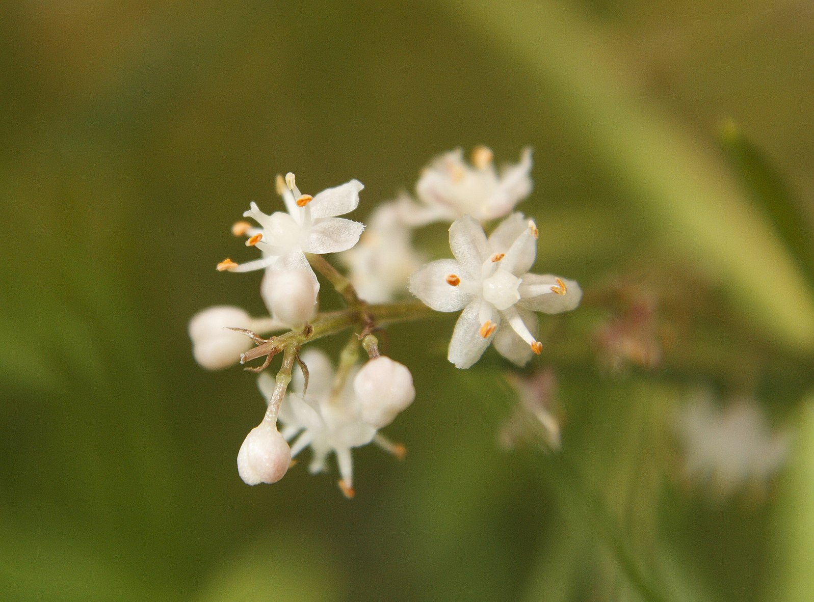 Shatavari flower
