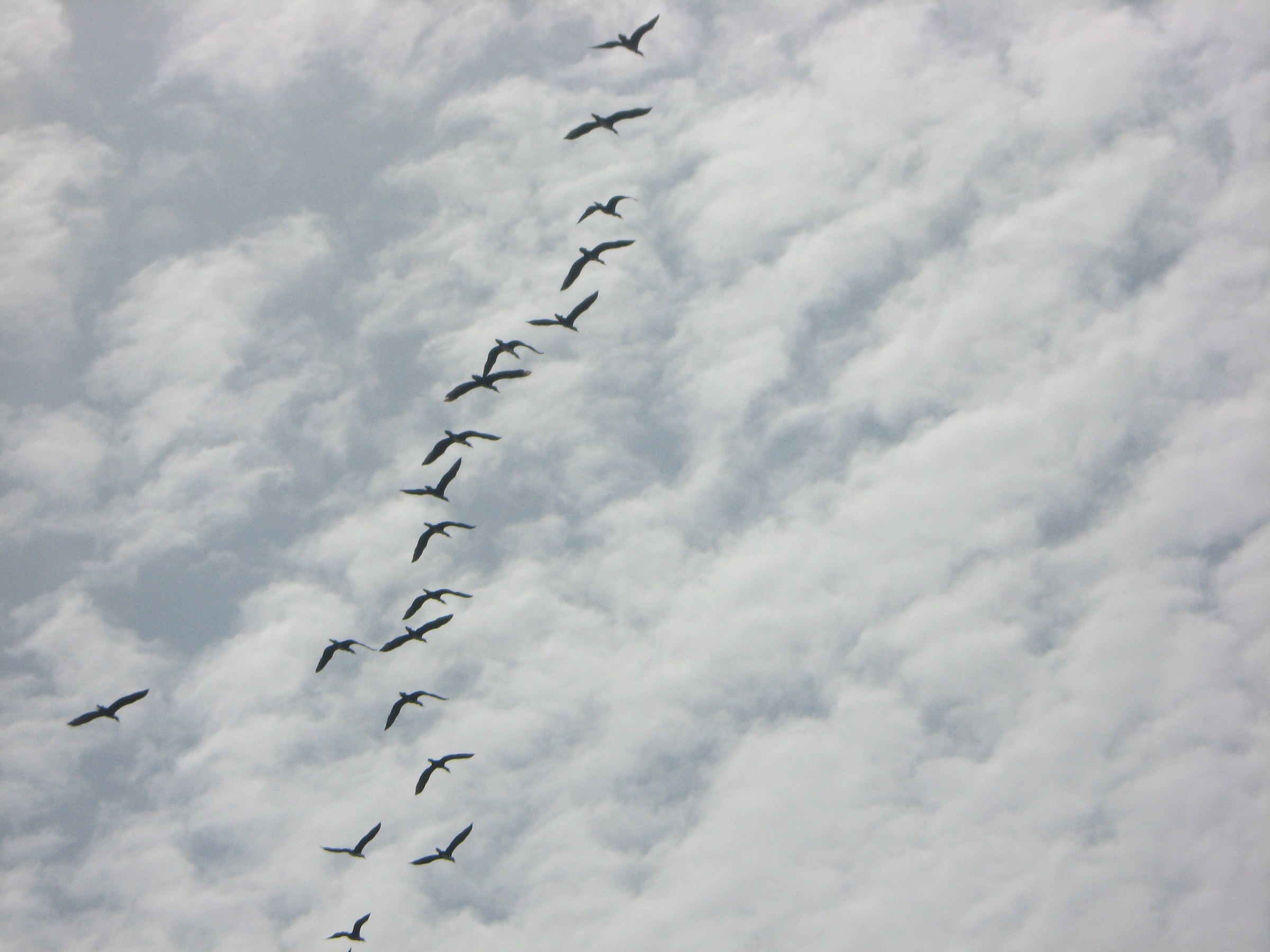 Bird migration (Nabran) © Irada