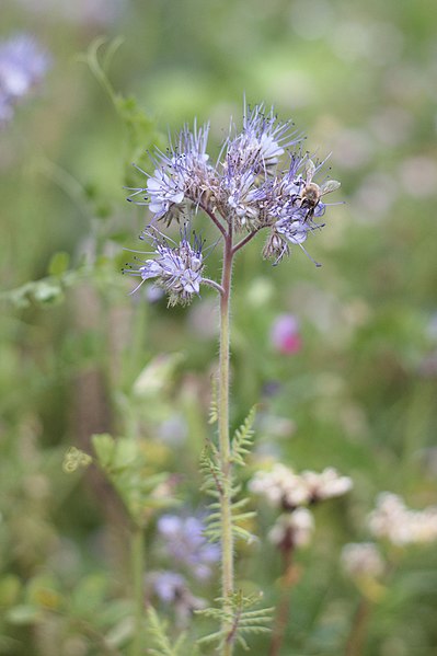 File:Bürmoos - Stierling - Motiv - 2018 07 15 - Pflanze 1.jpg