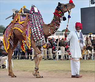 Dromadaire richement décoré au festival de Bikaner de 2020.