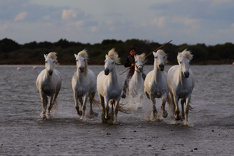 File:BH5U0977 chevaux de Camargue dans les flots près des Saintes Maries de la Mer.jpg