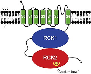 BK channel family of transport proteins