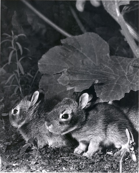 File:Baby rabbits! (5187415447).jpg